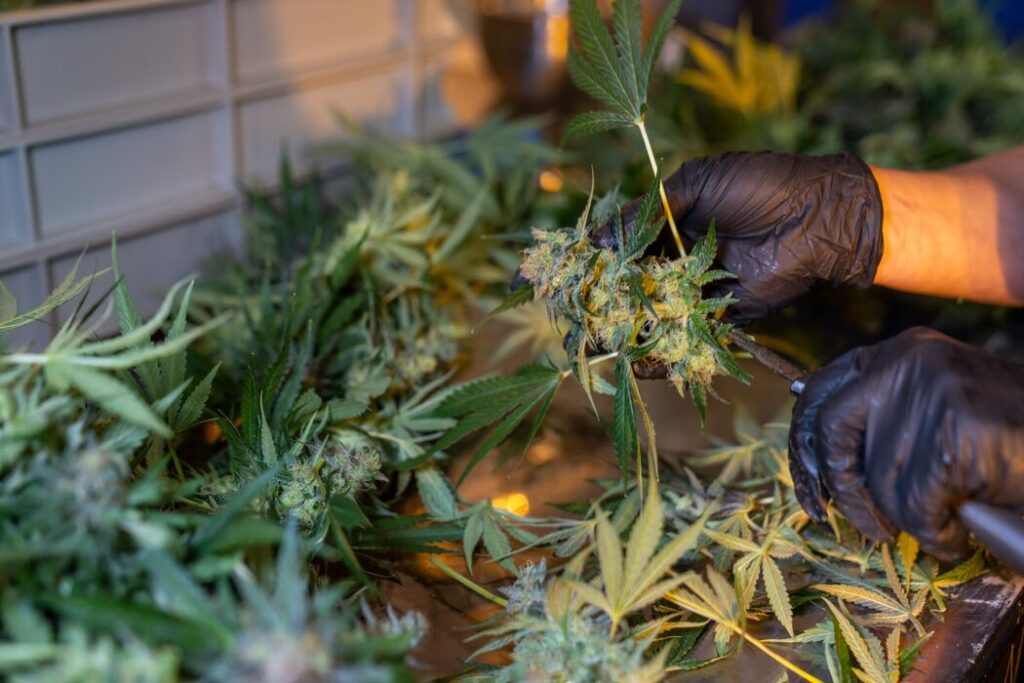 This Could Be the Final Nail for Marijuana Stocks