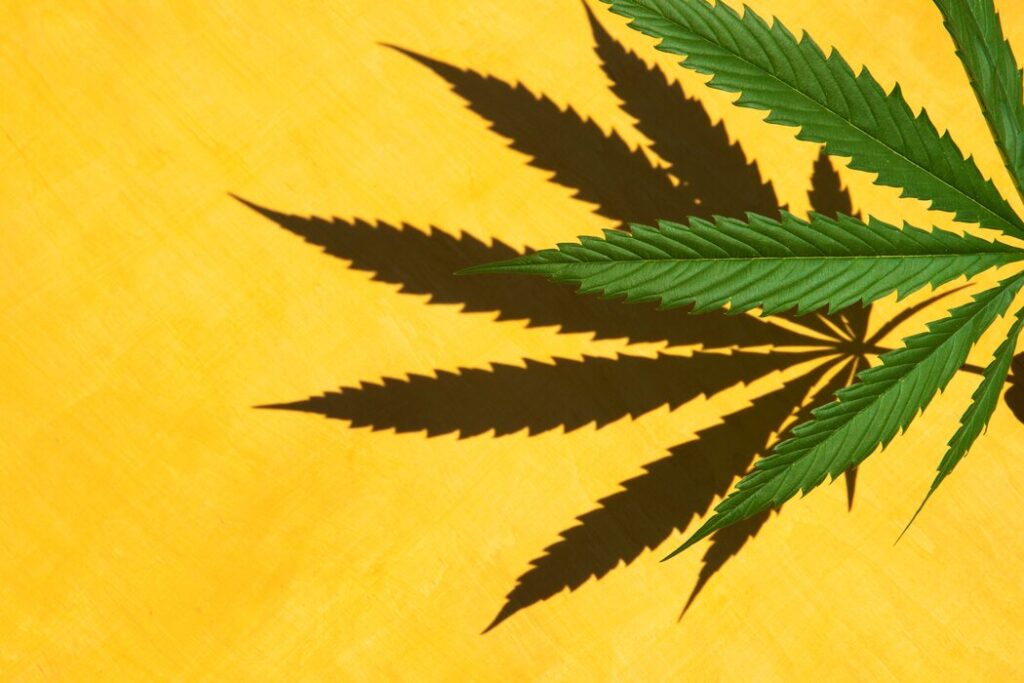 Alarm Bells are Ringing for Cannabis Stocks, Avoid?
