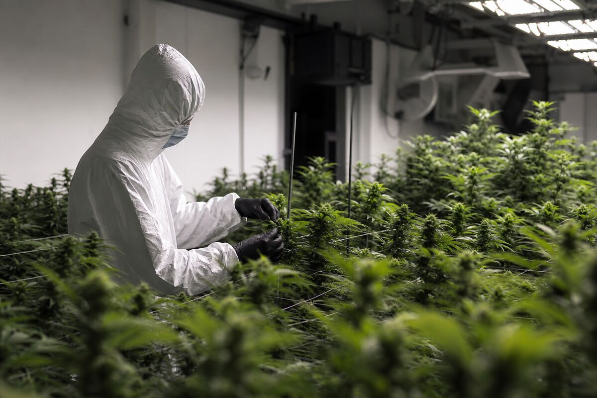 Aurora Cannabis Faces Hostile Takeover: Insights for Investors